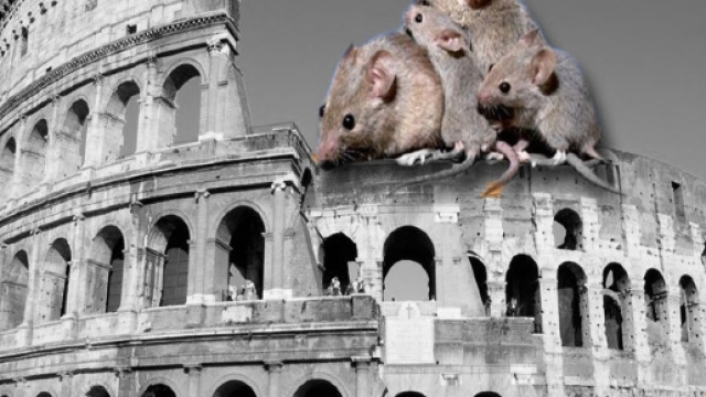 Emergenza topi al Foro romano: urge una soluzione - Youbee Magazine - youbee.it