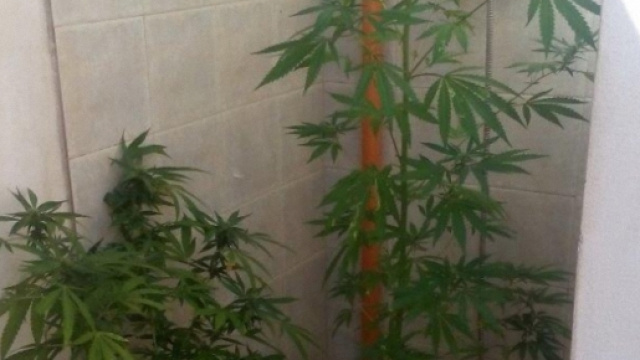 La Polizia ha sequestrato una pistola (a sinistra), 12 piante di marijuana in casa di Sergio Paolo Desogus (nella foto piccola in basso a destra).