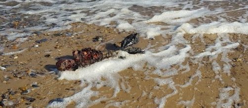 Sereia &eacute; encontrada na Inglaterra. Foto: Facebook.