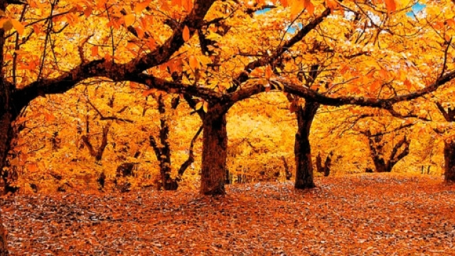 la Castagna - Colli Euganei - euganeamente.it