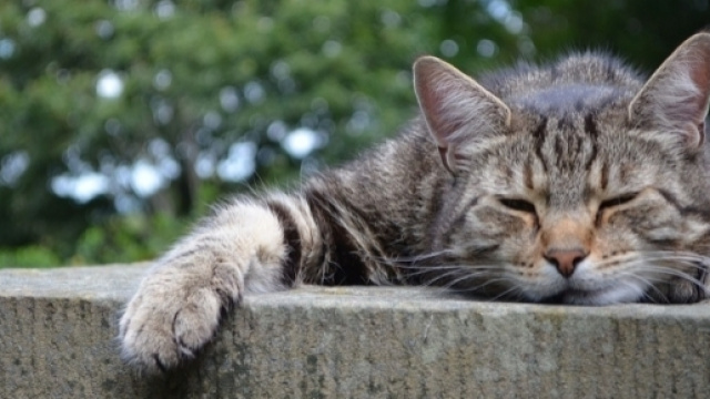 Secondo una notizia dalla fonte dubbia, l'ISIS vorrebbe sterminare i gatti