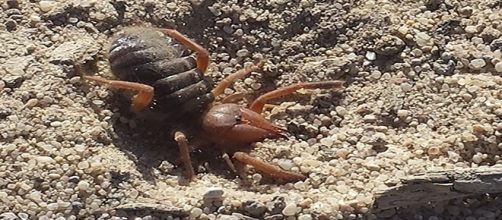 Gluvia Dorsalis, el poderoso gladiador ib&eacute;rico (foto tomada en Villena)