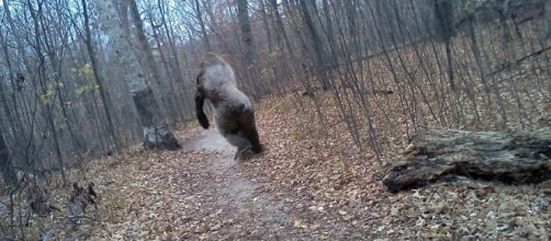 Is There Any Proof that Bigfoot Is Real? Photo: Blasting News Library - Wonderopolis - wonderopolis.org