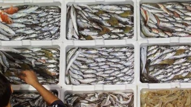Pesce e favori al Mercato ittico Assoluzione per 23 braccianti - ilgazzettino.it