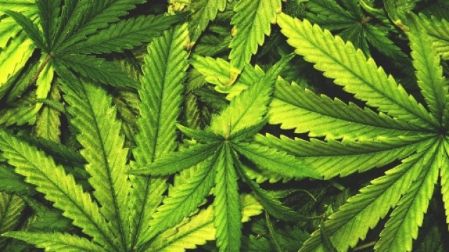 What The World Can Learn From Colorado's Marijuana Experience - forbes.com