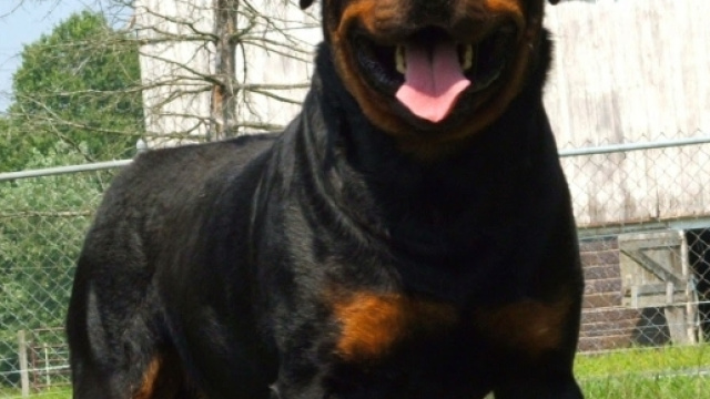 L'Aquila, bimba azzannata da un Rottweiler ad Halloween