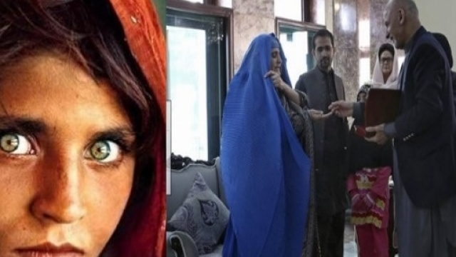 Sharbat Gula scarcerata | Di Persio Tito
