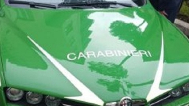 Alfa Romeo Carabinieri Verde da gennaio