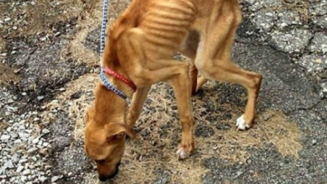 Un cane maltrattato e denutrito, la legge punisce il maltrattamento degli animali