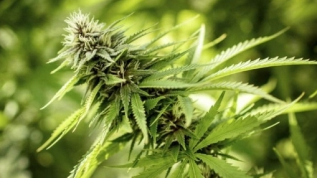 Fotografia di una piantina di marijuana