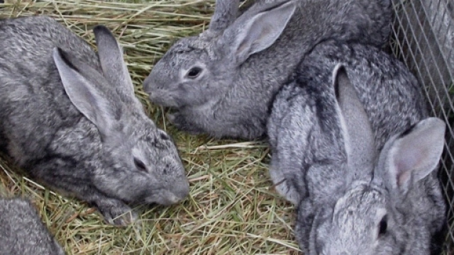 Arrestati dai Carabinieri di Sinnai mentre scappavano con 14 conigli e un tacchino