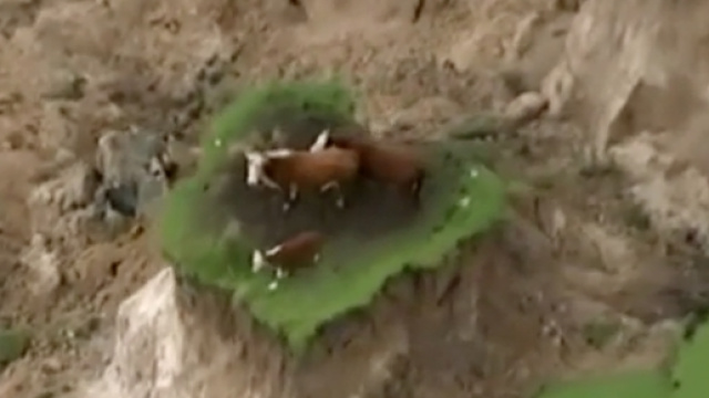 Due mucche e un vitello su una roccia dopo il terremoto in Nuova Zelanda