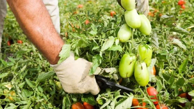 La filiera insostenibile del pomodoro italiano