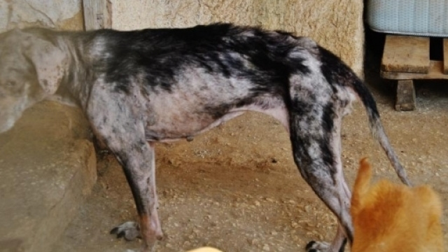 Maltrattamento animali a San Ligorio