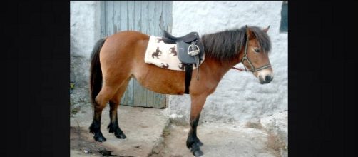 College kids get crying rooms and a pony over Trump election? Photo: Blasting News Library - devonponies.co.uk