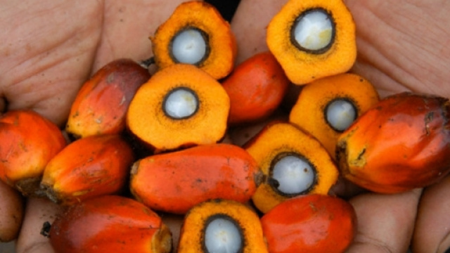 Tutta la verit&agrave; sull'olio di palma: esiste o meno una produzione sostenibile?