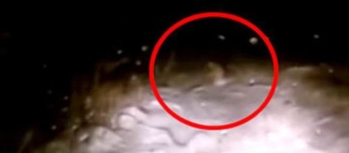 Criatura surgiu de repente, numa &aacute;rea isolada do pa&iacute;s (World News/Youtube)