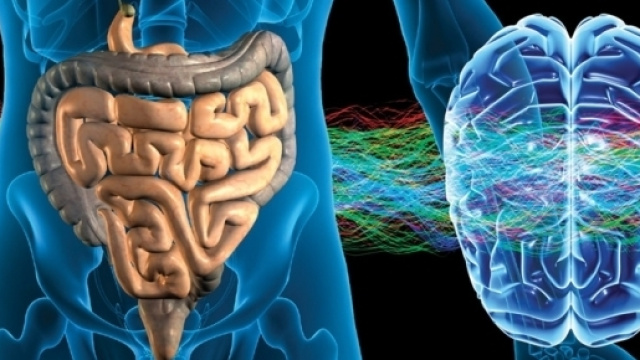 Un ulteriore tassello nel legame tra sistema nervoso e digerente