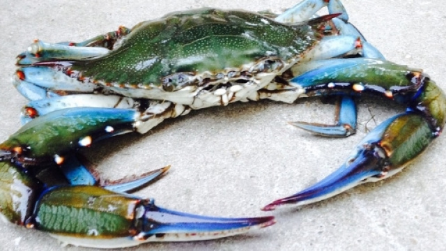 I granchi blu arrivano nel Salento