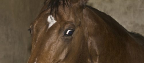 H.O.O.V.E.S. helps vets with PTSD by https://www.flickr.com/photos/Jean;