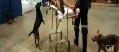 C&atilde;es acompanham dono at&eacute; o hospital.