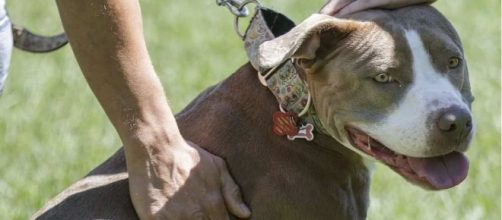 How Calgary reduced dog attacks without banning pit bulls ... - montrealgazette.com