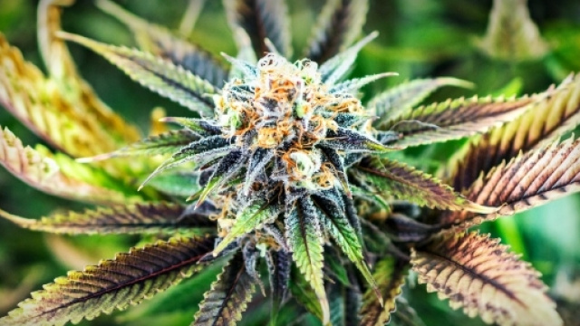 Marijuana and Testosterone: Can it Lower T Levels? | Anabolic Men - anabolicmen.com