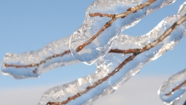 Rami spogli ricoperti di ghiaccio