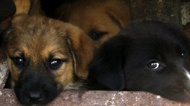Cani randagi a Roseto degli Abruzzi