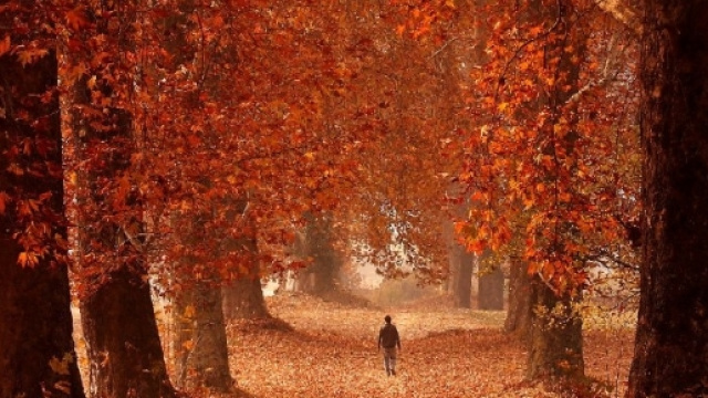 E' la stagione del foliage, perch&eacute; ci conquista il mondo delle ... - repubblica.it