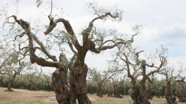 Xylella ai confini tra Francia e Italia