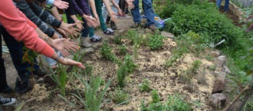 Ensayos sobre vegetales a principios del siglo XX dieron lugar al concepto de Holobionte