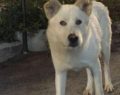 Manifestazione a Sangineto, il cane Angelo ucciso una seconda volta