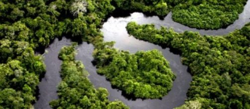 Biodiversidade da Floresta Amaz&ocirc;nica.