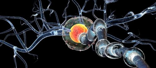 La esclerosis m&uacute;ltiple presenta asociada una modificaci&oacute;n de la microbiota intestinal