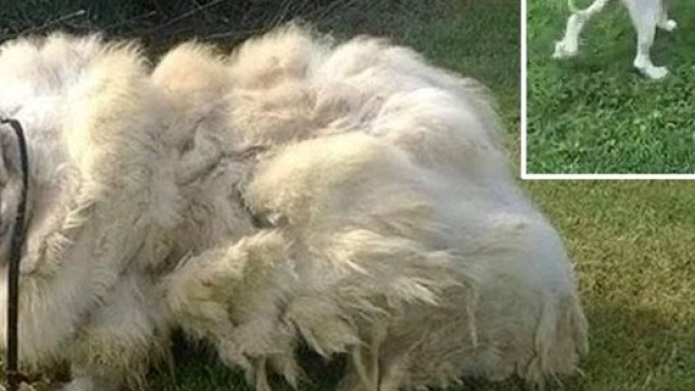 La foto del prima e dopo di Lazarus.