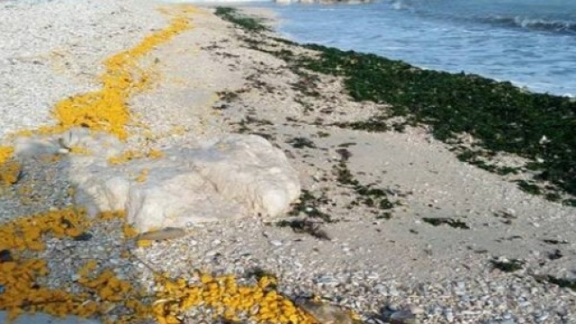 Misteriose sfere di olio di palma - gazzettino.it