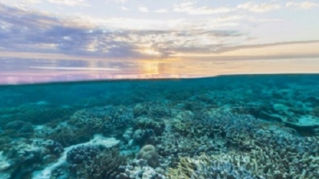 Morto circa il 67% della Grande Barriera Corallina in Australia