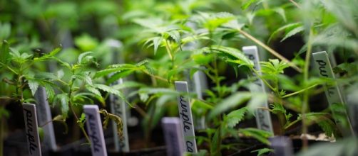 How Big Alcohol Is About to Get Rich Off California Weed ... - politico.com