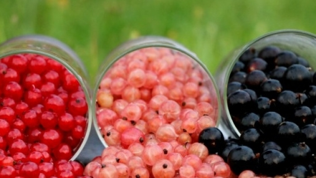 Il consumo regolare di frutti di bosco regola la glicemia e previene il diabete.