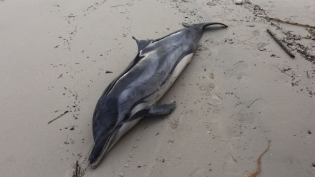 Ritrovato un delfino morto in spiaggia.