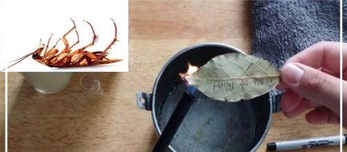 Acabe com as baratas de modo natural, sem venenos! -- Imagem: Youtube/Noah