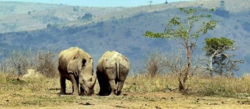 KwaZulu-Natal Rhino / Photo CCO Public Domain via hbeiser, Pixabay.com