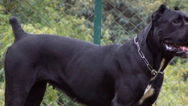 Cane sventa rapina (furto in realt&agrave;), giudice ordina abbattimento: l'ultima bufala fresca fresca