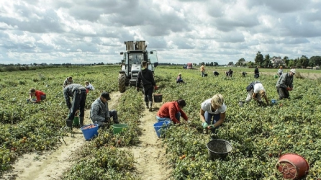 I lavoratori del settore agricolo sono una delle categorie pi&ugrave; esposte a sfruttamento e caporalato. - Foto di repertorio