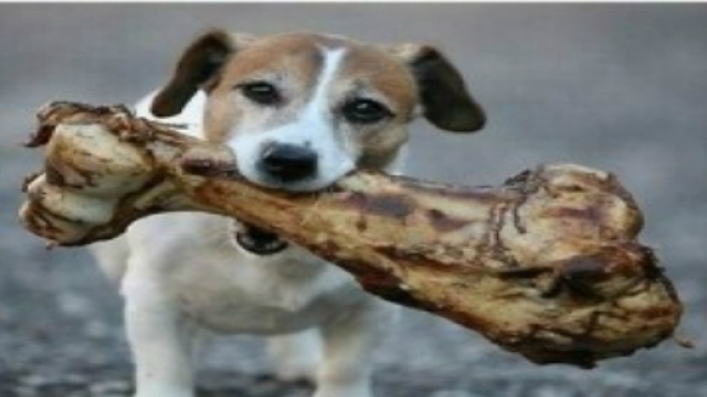 Un cagnolino che mangia un osso