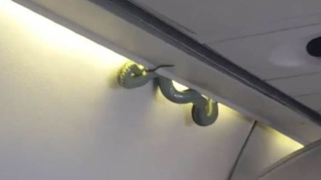 Vipera sulla cappelliera di un aereo: panico tra i passeggeri