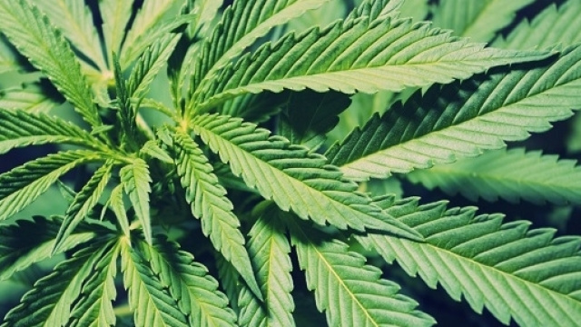 Una piana di marijuana: si pu&ograve; usare a scopo terapeutico.