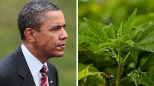 Barack Obama favorevole alla legalizzazione federale della marijuana