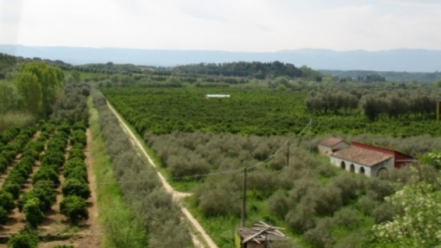 Campagna nella Piana di Gioia Tauro
